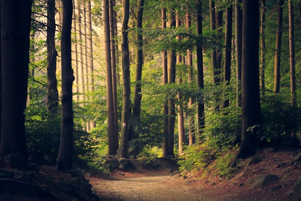 Nadelwald mit Lichtstrahlen zwischen den Stämmen